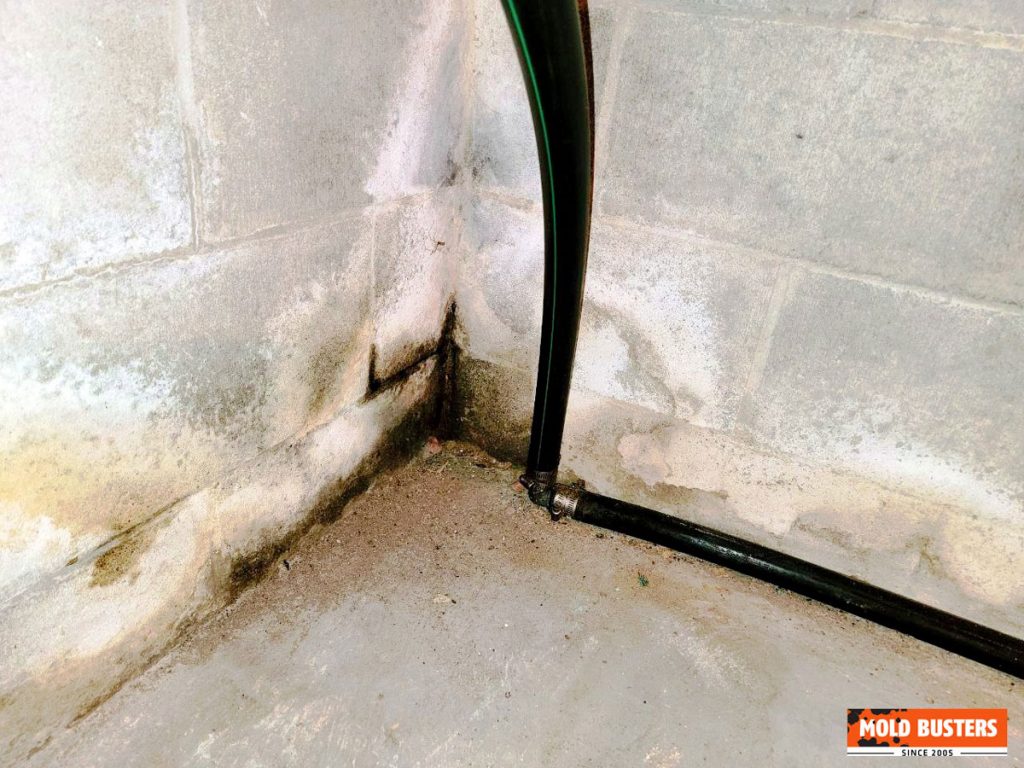 Mold in Garage | How to Prevent and How to Get Rid | MoldBusters