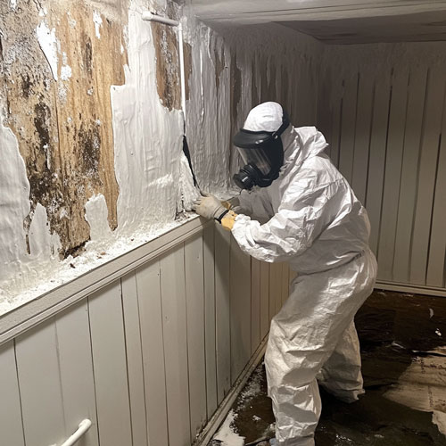 Basement Mold Removal