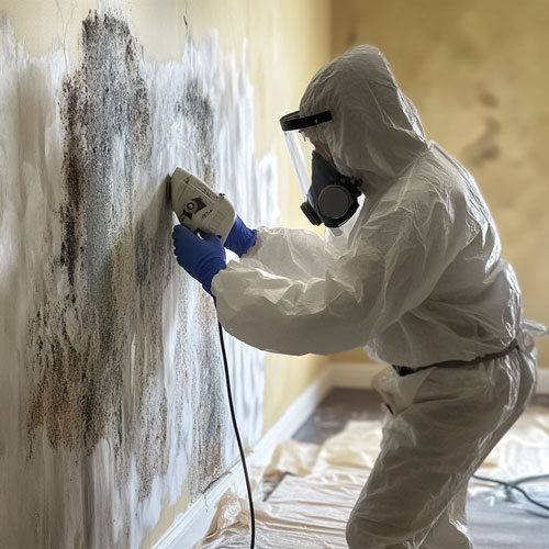 Mold Removal and Cleaning