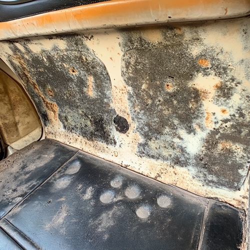 Mold Growth in Vehicle Interior