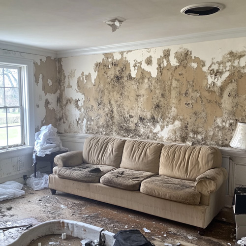 Widespread Mold Contamination in Living Room