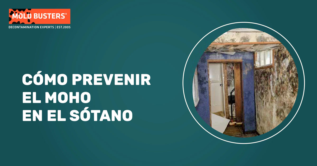 cómo prevenir el moho en el sótano